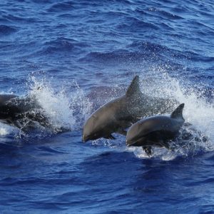 Hawaii, scoperta una nuova specie, metà delfino metà balena
