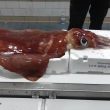 Il totano gigante da 18 kg pescato a Fiumicino