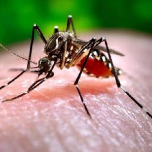 Zanzare in Italia, quest'anno ce ne sono di più: in certe zone fino al 50%