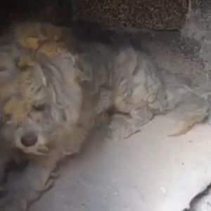 Grecia, il cane nascosto nel barbecue