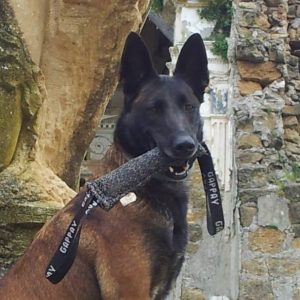 Raja, cane eroe del terremoto di Ischia, è scomparsa