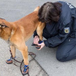 Aidaa, appello a Salvini: "Scarpe anti-caldo per i cani poliziotto"