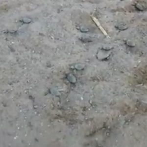 Isola d'Elba tartarughe nascono