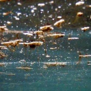 Alga tossica in mare a Rocca San Giovanni (Chieti): rischi per i bagnanti