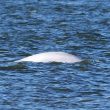 L'ultimo avvistamento di un beluga nel Tamigi risale al 2015