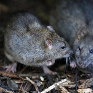 Epatite E, primo caso di uomo infettato dai topi a Hong Kong