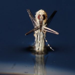 Zanzare saranno sterminate: un gene le renderà sterili