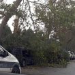 Allerta meteo Roma, decine di alberi caduti6