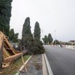 Allerta meteo Roma, decine di alberi caduti5