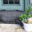 Louisiana, aprono la porta di casa e trovano un alligatore sullo zerbino3
