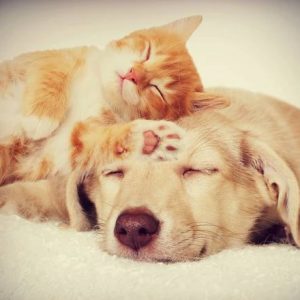 Parassiti in cani e gatti: sintomi e cura