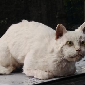 Gatto imbalsamato sul cassonetto a Roma: la FOTO macabra, chi l'ha messo2