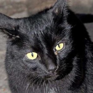 Halloween, scomparsi 150 gatti neri: "Verranno usati nei sacrifici dei gruppi satanici" (foto Ansa)