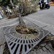Allerta meteo, vento forte anche a Napoli: alberi cadono in strada3