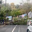 Allerta meteo, vento forte anche a Napoli: alberi cadono in strada4