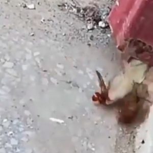 Calabrone scarafaggio geco