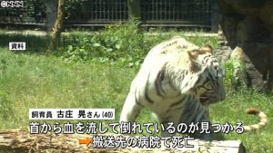 Giappone, tire bianca uccide guardiano allo zoo: l'uomo colpito al collo 4