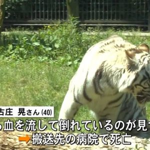 Giappone, tire bianca uccide guardiano allo zoo: l'uomo colpito al collo 4