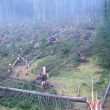Maltempo Veneto, situazione apocalittica: diga ricoperta di alberi2