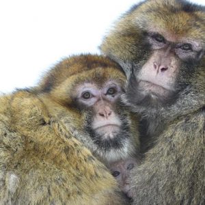 Bertucce, Italia crocevia del traffico illecito: il piccolo macaco è una specie in via d'estinzione