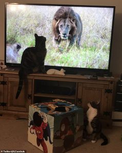 Leone in tv: i gatti di casa reagiscono così 6