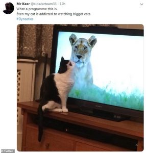Leone in tv: i gatti di casa reagiscono così 4