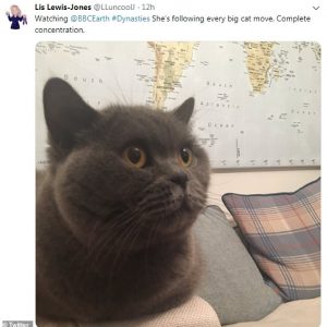 Leone in tv: i gatti di casa reagiscono così 3