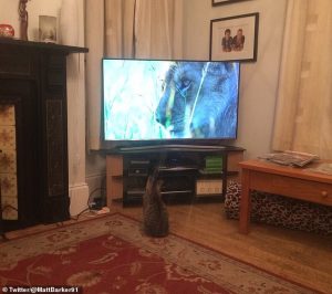 Leone in tv: i gatti di casa reagiscono così 2