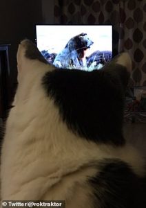 Leone in tv: i gatti di casa reagiscono così 1