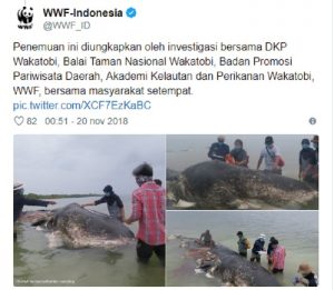 Indonesia, trovato capodoglio morto con sei chili di plastica nello stomaco FOTO1