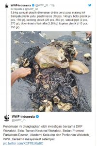 Indonesia, trovato capodoglio morto con sei chili di plastica nello stomaco FOTO2