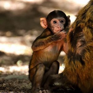 India, scimmia rapisce neonato e lo uccide a morsi