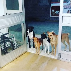 Clochard finisce all'ospedale: i suoi cani lo aspettano all'ingresso FOTO