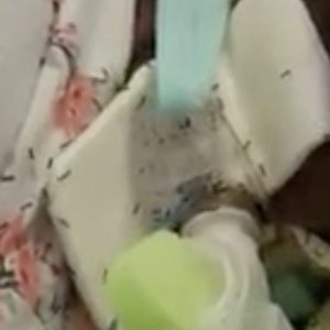 Napoli, sommersa dalle formiche in ospedale: morta la donna ricoverata al San Giovanni Bosco