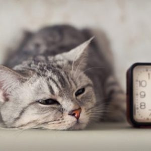 Il tempo per cani e gatti: ecco come lo misurano