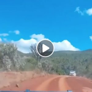 Kenya, in jeep nella foresta inseguiti da banditi con machete VIDEO
