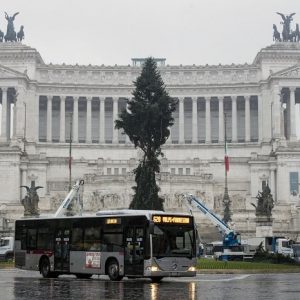 Roma, arriva il nuovo "Spelacchio": l'albero ha qualche ramo spezzato 9