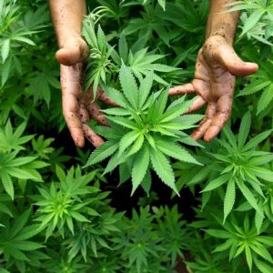 Cannabis libera? M5S "provoca" la Lega con due proposte di legge. Il ministro della Giustizia grillino chiude il discorso