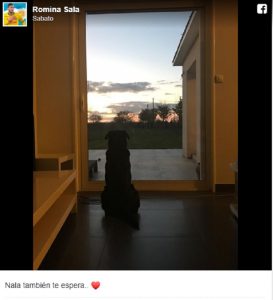 Emiliano Sala, il suo cane Nala lo aspetta seduto davanti la finestra