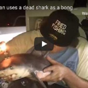 Australia, un ragazzo uccide un baby squalo e poi lo usa come bong per fumare VIDEO (YouTube)