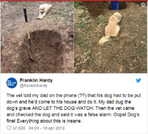 Cane malato assiste al padrone che gli scava la fossa