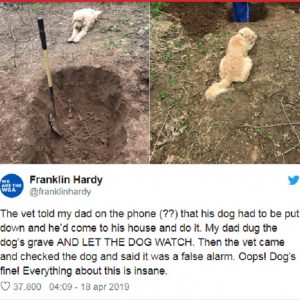 Cane malato assiste al padrone che gli scava la fossa