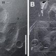 Impronte di dinosauro mai viste in Corea del Sud: tracce di pelle02