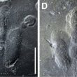 Impronte di dinosauro mai viste in Corea del Sud: tracce di pelle01