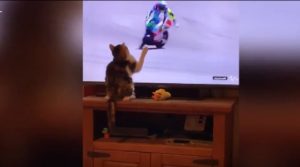 gatto tocca schermo tv 