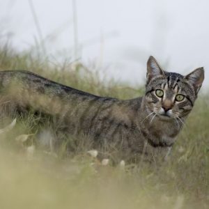 Australia, guerra ai gatti selvatici: ucciderne 2 milioni entro il 2020
