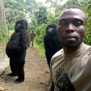 Gorilla in posa per un selfie: la FOTO è diventata virale