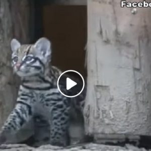 Keyra, primo gattopardo-ocelot nato in un parco in Italia VIDEO
