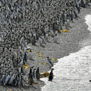 Pinguini imperatori, affogano migliaia di cuccioli. Si scioglie il ghiaccio, non sanno ancora nuotare