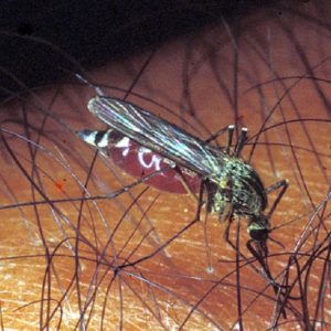 Il riscaldamento globale aumenterà il numero di zanzare e la diffusione di gravi epidemie (foto d'archivio Ansa)
